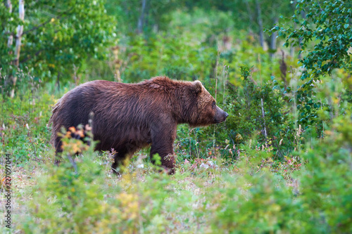 Predator brown bear in natural habitat, walking in summer woodland. Kamchatka Peninsula - travel destinations for watching wild beast in wildlife, summer outdoors activities and active vacation.