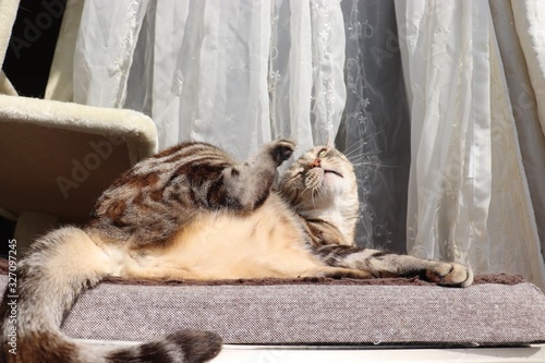 Fototapeta Naklejka Na Ścianę i Meble -  足を上げる猫アメリカンショートヘア