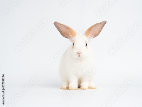 Adorable baby white rabbit sitting on white background.