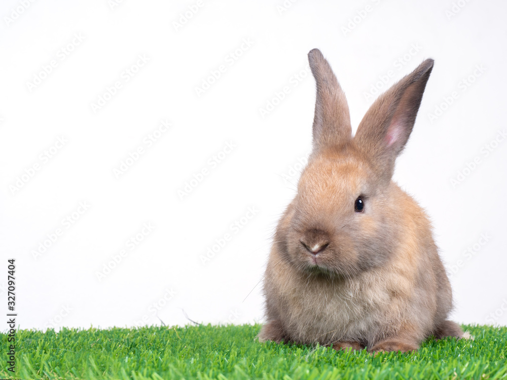 Brown cute baby rabbit sitting on artificial turf over white background. Lovely brown rabbit sitting. Brown cute baby rabbit sitting on artificial turf over white background. Lovely brown rabbit sitting.