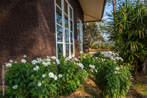 Wallpaper Mural Flower, Wildflower, Yellow, Springtime, Floral Pattern Torontodigital.ca