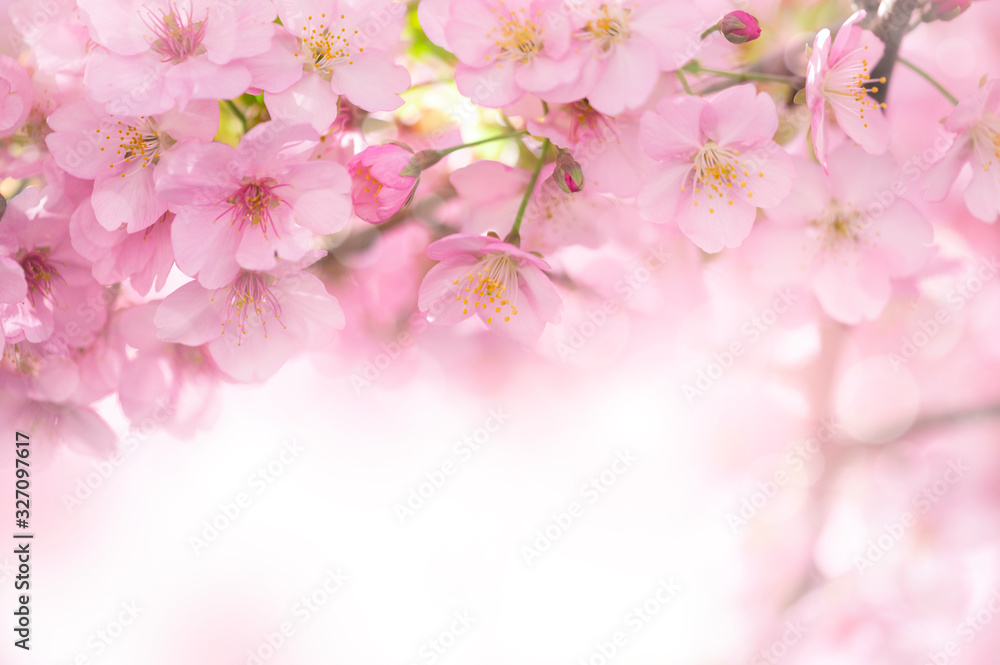 河津桜　満開