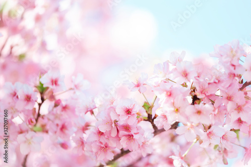 河津桜 満開 青空
