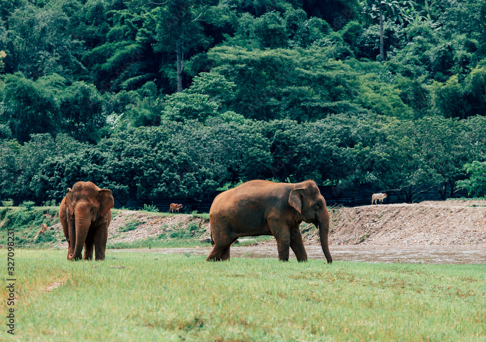 Fototapeta premium Asian Elephant in a nature at deep forest in Thailand