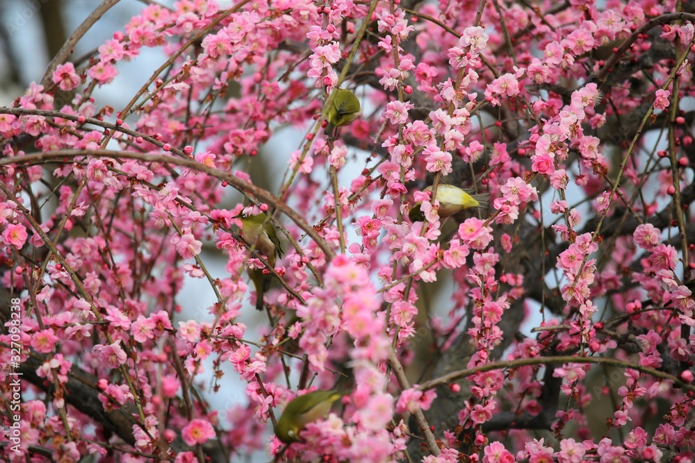 かざはやの里　梅林とメジロ