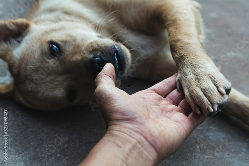 dog shaking hand with human, friendship between human and dog. Dog paw and human hand shaking.
