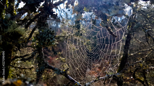 spider net web in a forest water drops on it