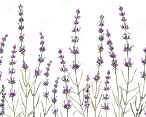 Delicate watercolor horizontal floral seamless pattern with lavender flowers. Provence illustration. Herbal plant. Hand drawn.