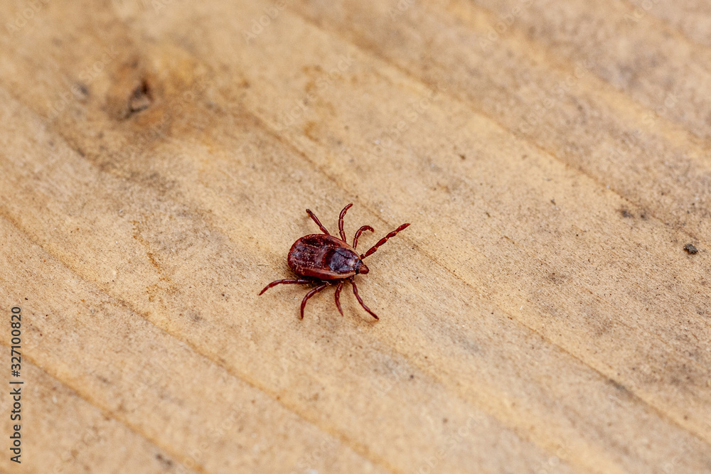 A dangerous parasite and infection carrier mite A dangerous parasite and infection carrier mite
