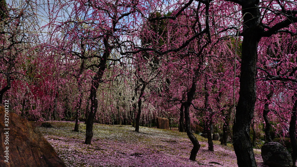 Fototapeta premium 城南宮の枝垂れ梅