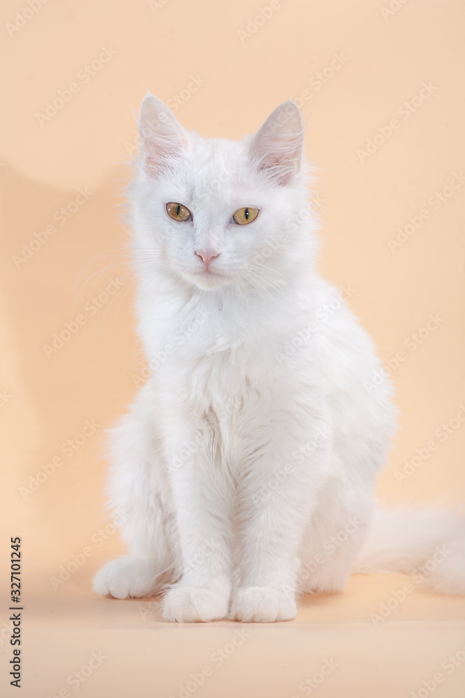 White cat with different eyes lying on a chair