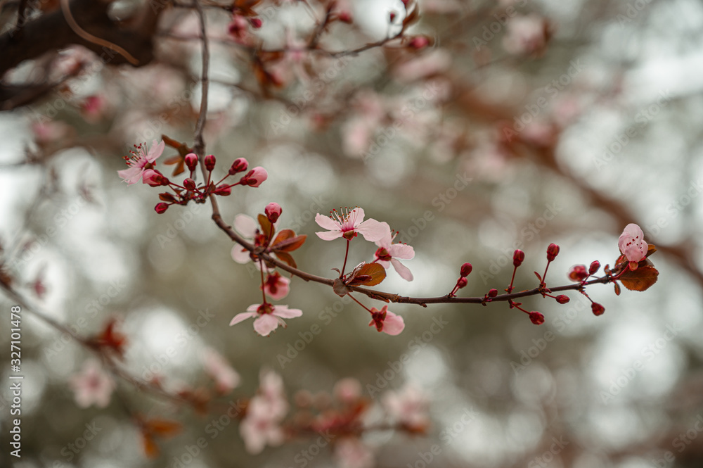 Cherry Tree blossoming in various different angles and space Cherry Tree blossoming in various different angles and space