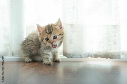 Cute kitten in home