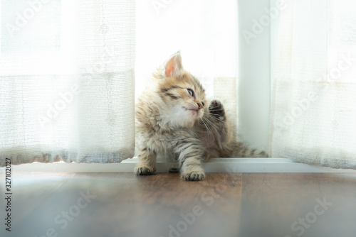 Cute kitten in home © ztranger