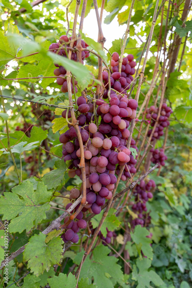 Bunches of red grapes on a background of greenery. Natural background Harvesting.