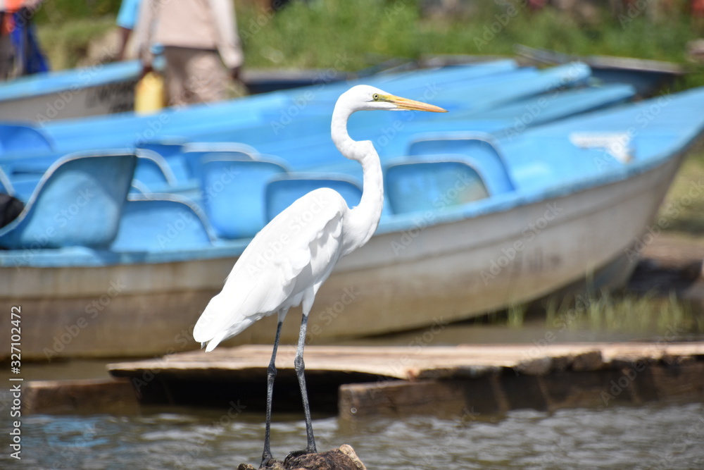 Obraz premium Great White Egret, Foreground, Lake Naivasha, Kenya