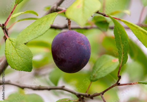 Ripe plum on the branches of a tree