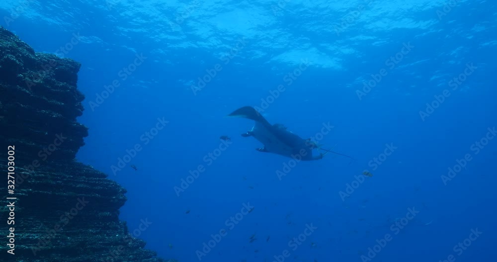 Manta rays at Revillagigedo islands, Mexico Manta rays at Revillagigedo islands, Mexico