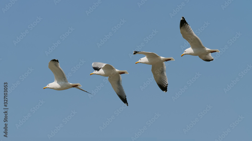 Sequence of seagull flying isolated on blue sky background, wings open widely. Sequence of seagull flying isolated on blue sky background, wings open widely.