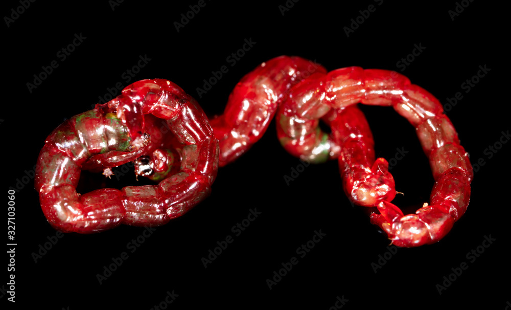 Red bloodworm worms isolated on a black background