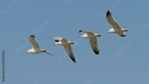 Sequence of seagull flying isolated on blue sky background, wings open widely.
