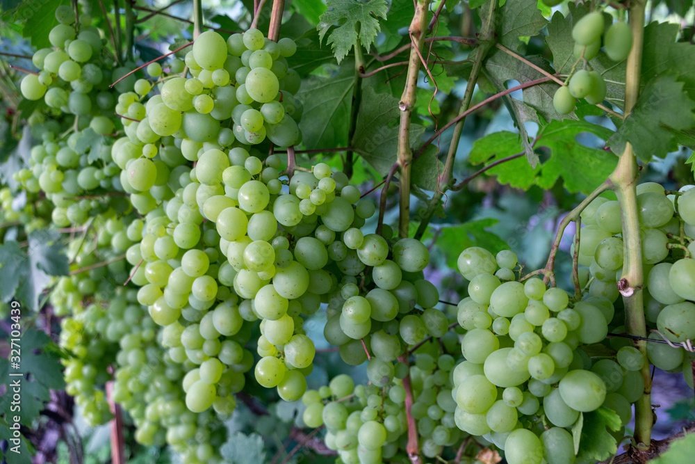 Beautiful background of ripe bunches of green grape ready to harvest. The concept of viticulture and winemaking. Beautiful background of ripe bunches of green grape ready to harvest. The concept of viticulture and winemaking.