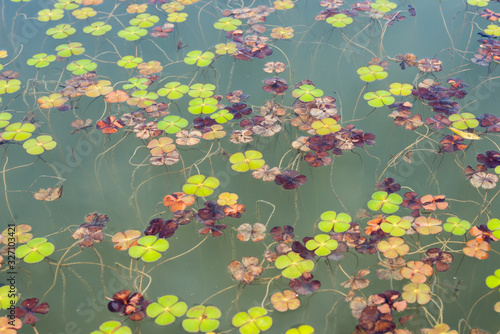 close view of green duckweed on the water