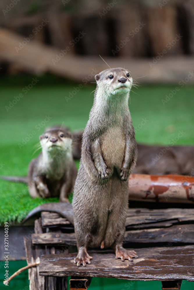 oriental small-clawed otter, Asian small-clawed otter. oriental small-clawed otter, Asian small-clawed otter.