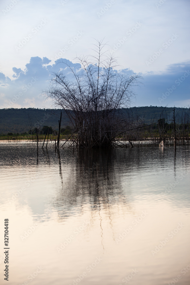 Tree stump and their reflections in the dam. Tree stump and their reflections in the dam.