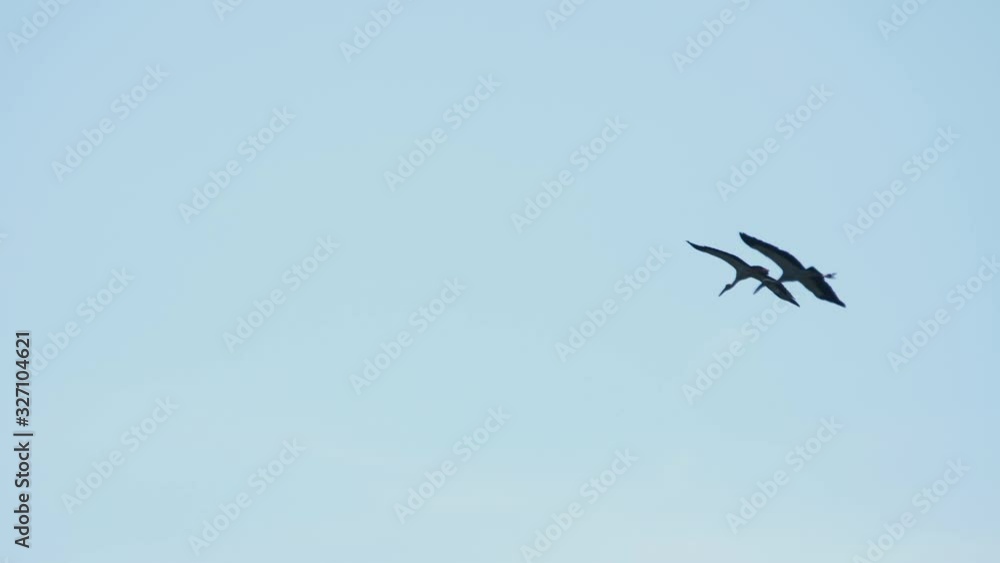 Flock of Asian Openbill birds in blue sky Flock of Asian Openbill birds in blue sky