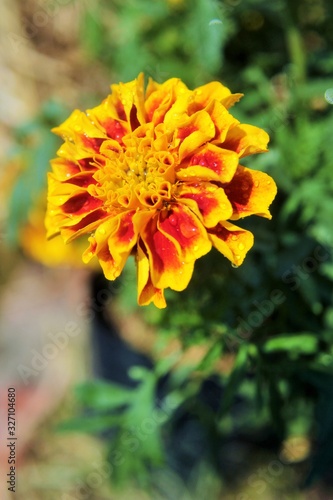 Flowers  A blooming marigold