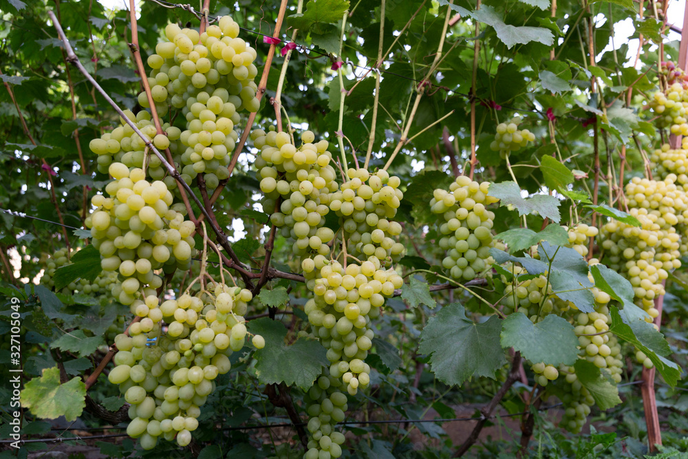 Large tasty bunches of grapes hang and ripen in the home garden. Bottom view of grape harvest