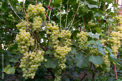 Large tasty bunches of grapes hang and ripen in the home garden. Bottom view of grape harvest