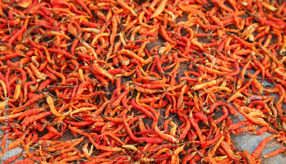 Fototapeta premium Closeup of organic red ripe chili drying under sunlight. 