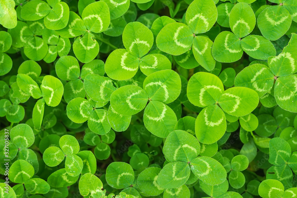 green clover with a circle green clover with a circle