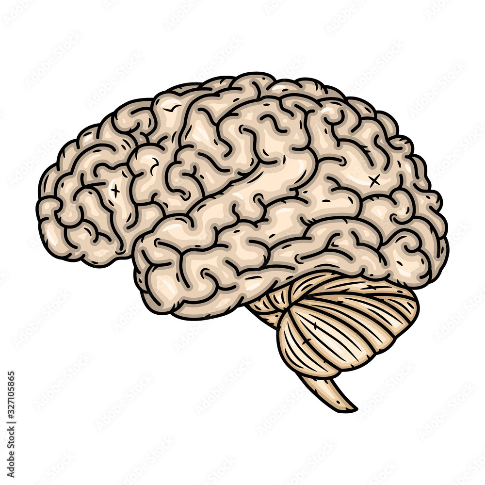 Brain. Vector illustration isolated on white background. Brain. Vector illustration isolated on white background.