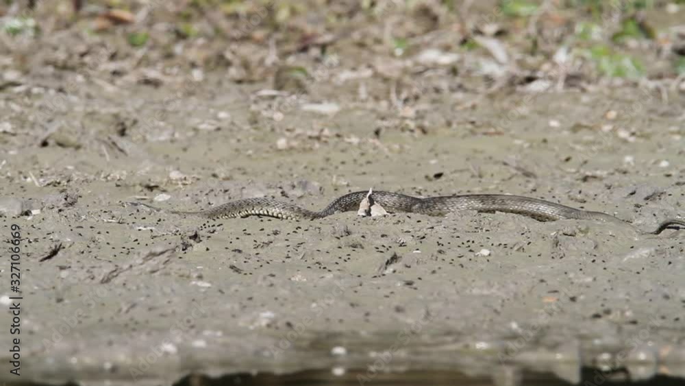 Grass snake eating a fish in Kopacki rit, Croatia Grass snake eating a fish in Kopacki rit, Croatia