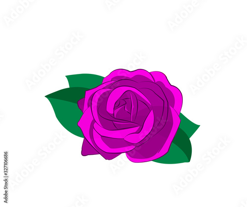 Fototapeta Naklejka Na Ścianę i Meble -  Drawing of violet rose for anniversary greeting cards and invitations .