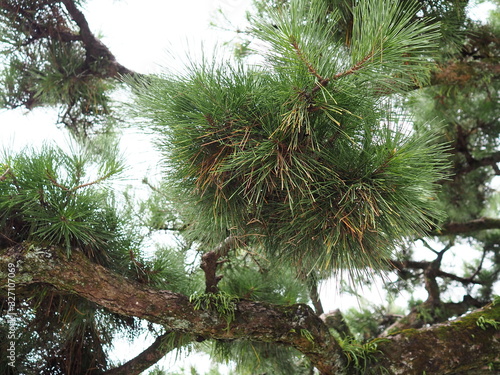 View from under Pinus elliottii or Hairy Spurge. Strong stems and bright green leaves of beautiful pine needles on a blue sky background.