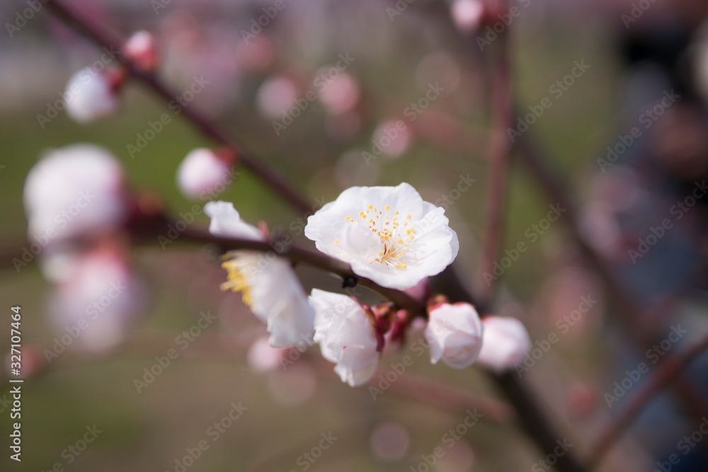 Plum blossom is blooming in winter Plum blossom is blooming in winter