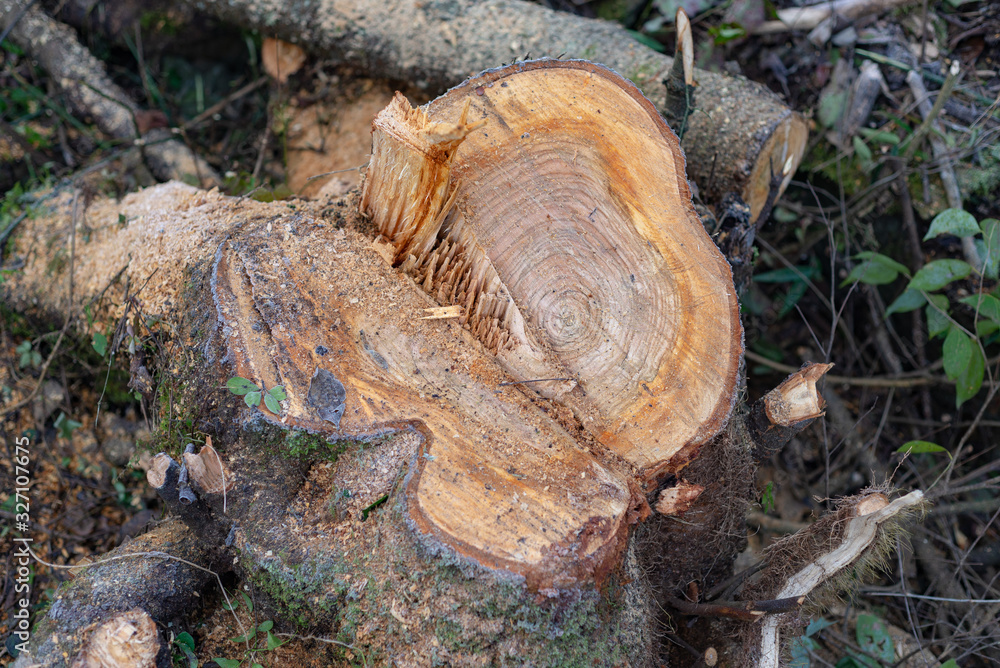 new stump on the ground new stump on the ground