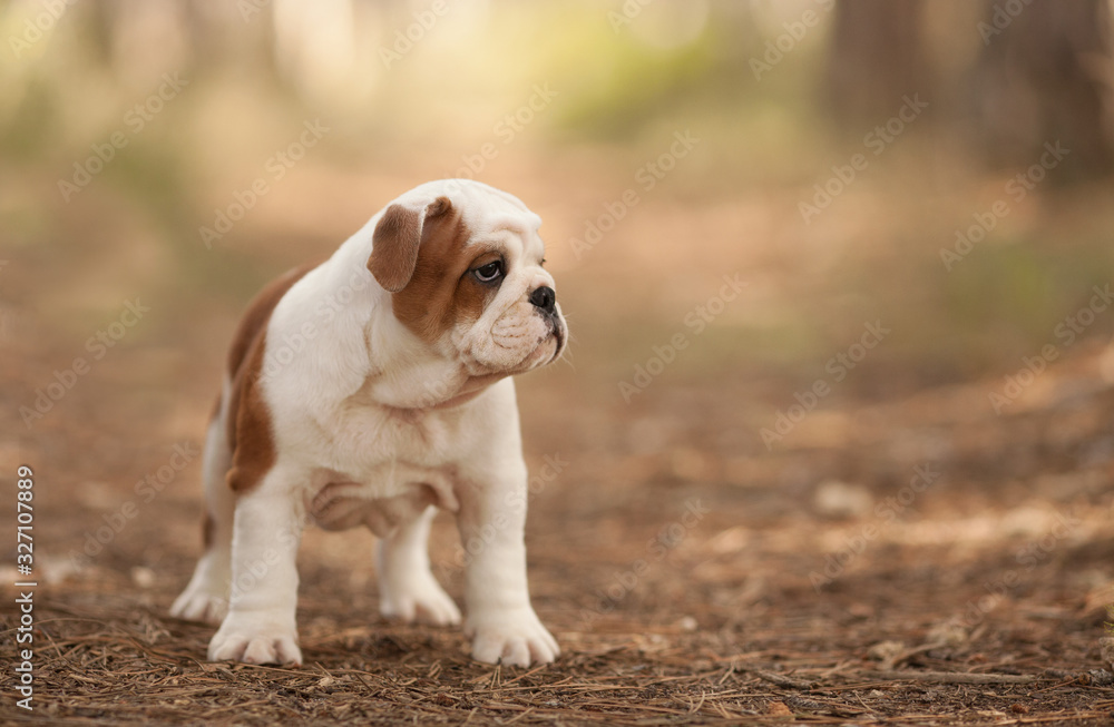 Cute English bulldog puppy of red and white color on a walk in the woods. Place for the inscription. Concept: veterinary medicine, breed, dog care. Cute English bulldog puppy of red and white color on a walk in the woods. Place for the inscription. Concept: veterinary medicine, breed, dog care.