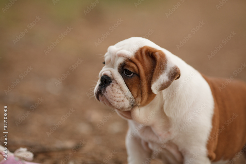 Cute English bulldog puppy of red and white color on a walk in the woods. Place for the inscription. Concept: veterinary medicine, breed, dog care. Cute English bulldog puppy of red and white color on a walk in the woods. Place for the inscription. Concept: veterinary medicine, breed, dog care.