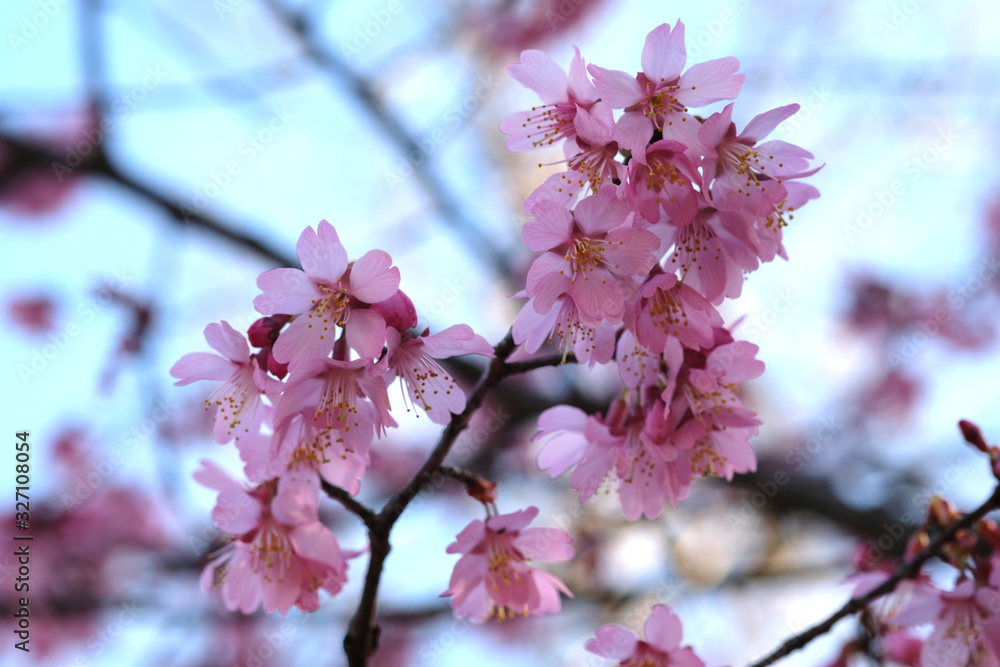 Obraz premium 色鮮やかな花のおかめが満開な日本の春の風景