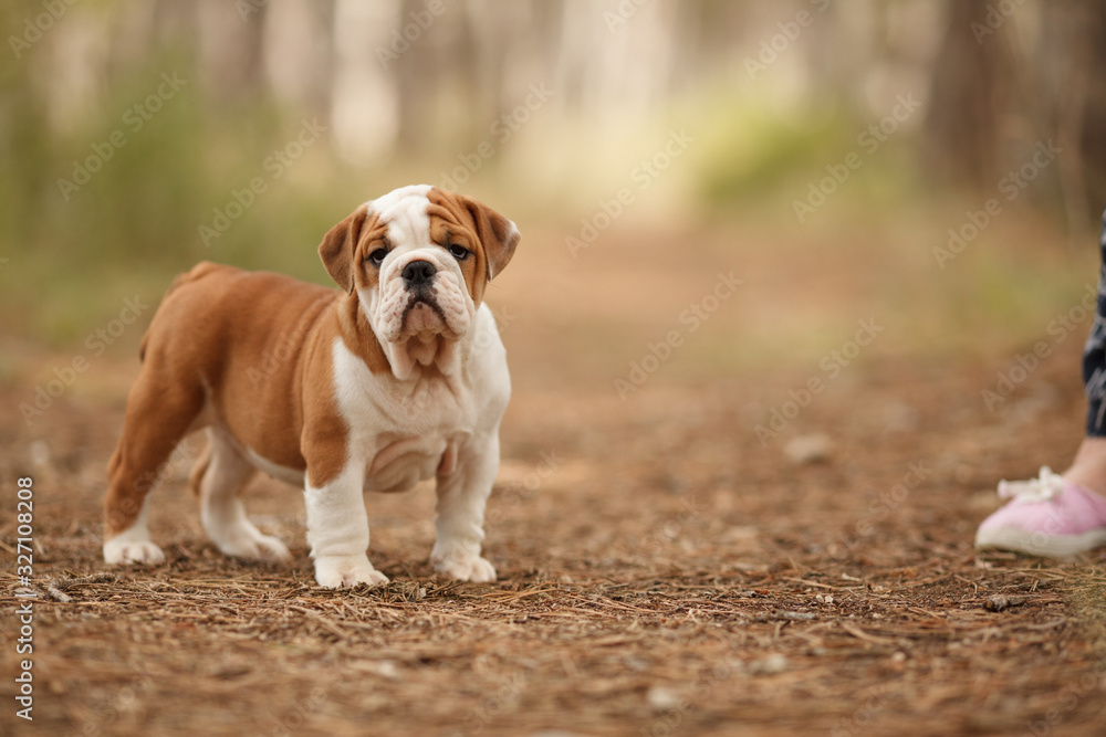 Obraz premium Cute English bulldog puppy of red and white color on a walk in the woods. Place for the inscription. Concept: veterinary medicine, breed, dog care.