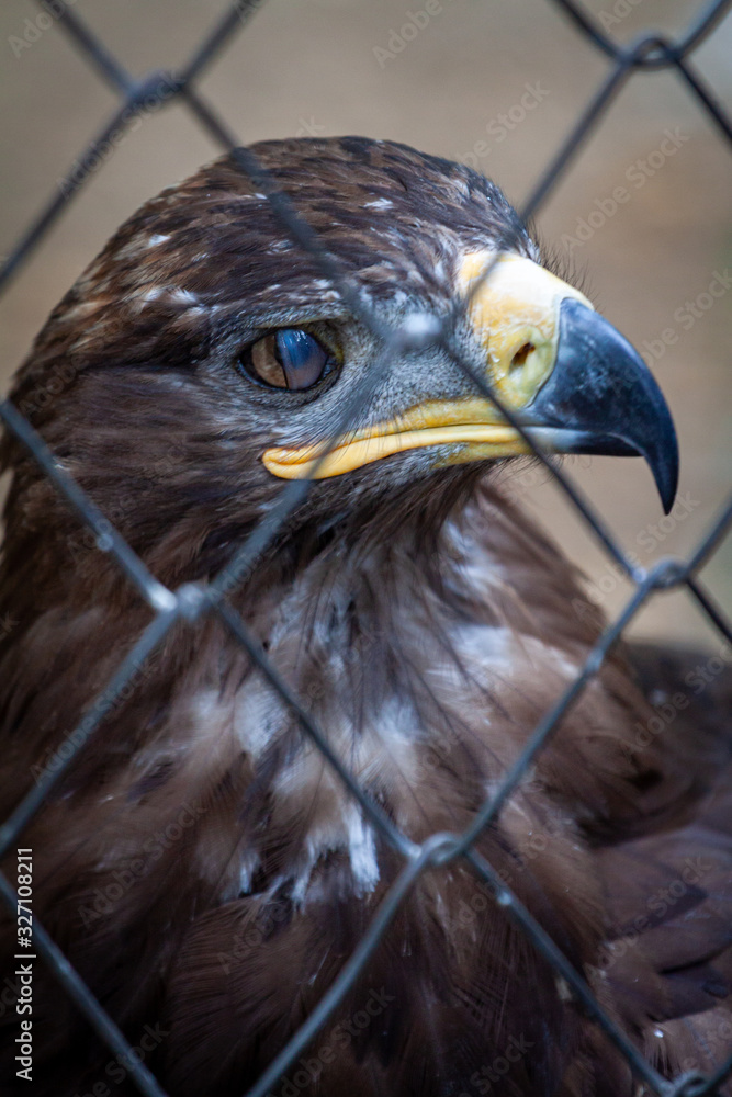 Fototapeta premium Adult golden eagle bird in a cage. Dangerous bird is a predator with a large beak behind bars. Golden eagle is the largest representative of the entire hawk family, a strong and large eagle