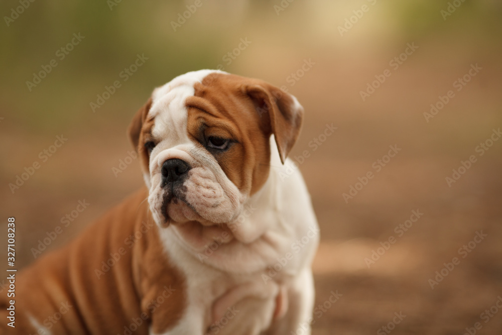 Cute English bulldog puppy of red and white color on a walk in the woods. Place for the inscription. Concept: veterinary medicine, breed, dog care.