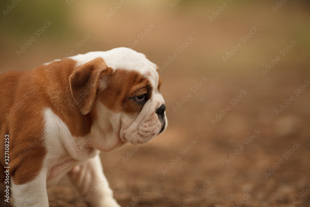 Cute English bulldog puppy of red and white color on a walk in the woods. Place for the inscription. Concept: veterinary medicine, breed, dog care.