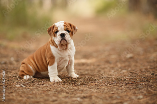 Cute English bulldog puppy of red and white color on a walk in the woods. Place for the inscription. Concept: veterinary medicine, breed, dog care.