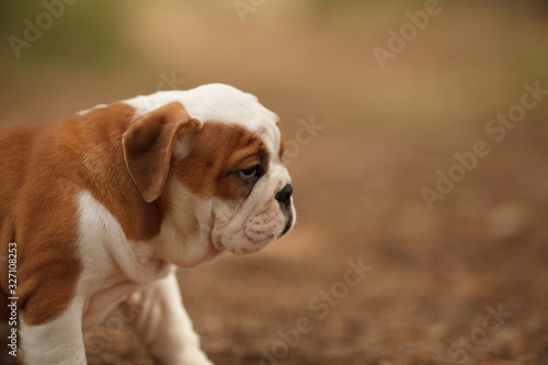 Cute English bulldog puppy of red and white color on a walk in the woods. Place for the inscription. Concept  veterinary medicine  breed  dog care.